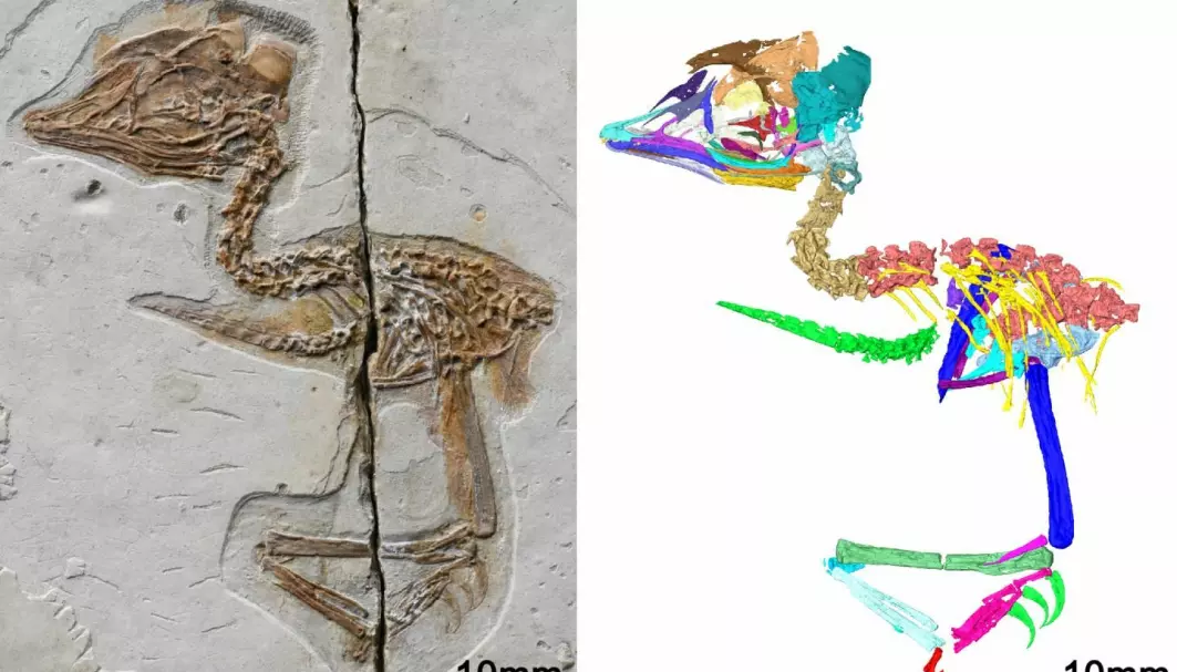 Ta en titt på hodepartiet. Dette ser vel ikke ut som en helt vanlig fugl? Fossil til venstre, og datategning til høyre.