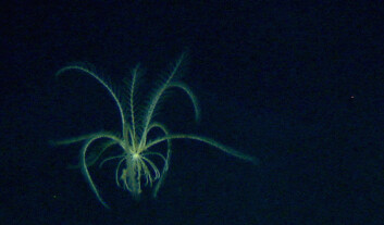 En svømmende sjølilje ble observert på 2311 meters dyp. (Foto: MAREANO/Havforskningsinstituttet)