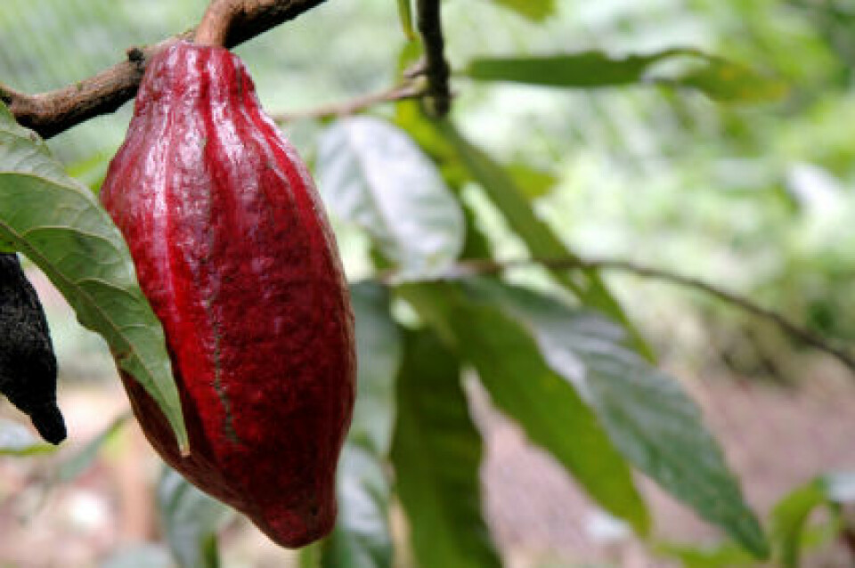 Kakaofrukt. (Foto: iStockphoto)