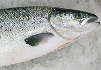 Forskere tror at nivået av omega-3 i laksen vi spiser, bestemmes av en kombinasjon av laksens gener og fôret den spiser. (Foto: Kjell Merok, Nofima) Forskere tror at nivået av omega-3 i laksen vi spiser, bestemmes av en kombinasjon av laksens gener og fôret den spiser. (Foto: Kjell Merok, Nofima)