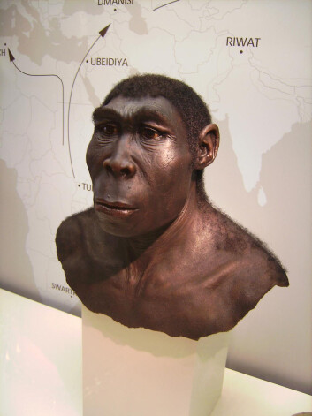 Modell av hvordan Homo erectus kan ha sett ut.(Foto: Wikimedia Commons) Modell av hvordan Homo erectus kan ha sett ut.(Foto: Wikimedia Commons)