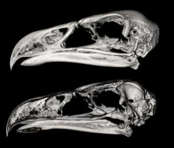 "Her er Haast's eagles gamle skalle, delt i to. Sammenlignet med andre ørner, hadde den en liten hjerne i forhold til kroppsstørrelsen, i følge forskerne. (Foto: Ken W.S. Ashwell and Christchurch Radiology)"