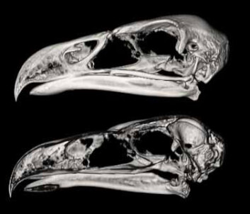 "Her er Haast's eagles gamle skalle, delt i to. Sammenlignet med andre ørner, hadde den en liten hjerne i forhold til kroppsstørrelsen, i følge forskerne. (Foto: Ken W.S. Ashwell and Christchurch Radiology)" "Her er Haast's eagles gamle skalle, delt i to. Sammenlignet med andre ørner, hadde den en liten hjerne i forhold til kroppsstørrelsen, i følge forskerne. (Foto: Ken W.S. Ashwell and Christchurch Radiology)"