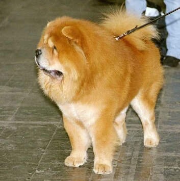 Chow chow. (Illustrasjonsfoto: Wikimedia Commons, se lisens her) Chow chow. (Illustrasjonsfoto: Wikimedia Commons, se lisens her)