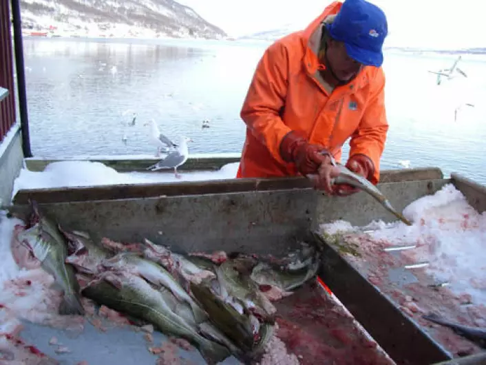 Fjordfiskere i Finnmark og Troms utnytter ressurser som er under press. Ansgar Hansen fra Manndalen i Kåfjord kommune i Troms sløyer torsk fra Lyngenfjorden. (Foto: Camilla Brattland)