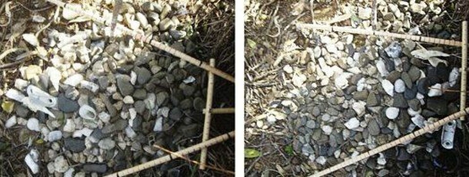 Steinplasseringen til grågartneren til venstre. Den er ikke til å tulle med, slik forskerne har gjort til høyre. Etter tre dager var steinene tilbake på plass, ifølge forskerne. (Foto: Cell Press)