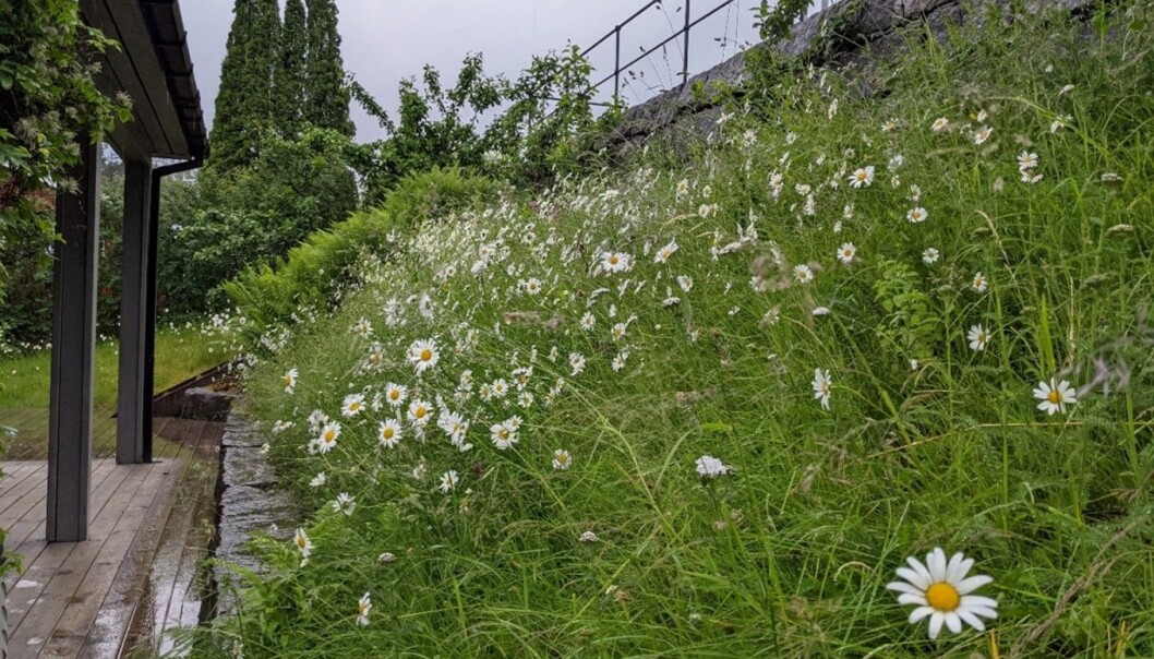 Så fin er enga mi no! Masse prestekrage lyser opp. Litt seinare på sommaren kjem blåklokke og gulmaure på banen, og set meir farge. Foto: Inger Auestad Så fin er enga mi no! Masse prestekrage lyser opp. Litt seinare på sommaren kjem blåklokke og gulmaure på banen, og set meir farge. Foto: Inger Auestad