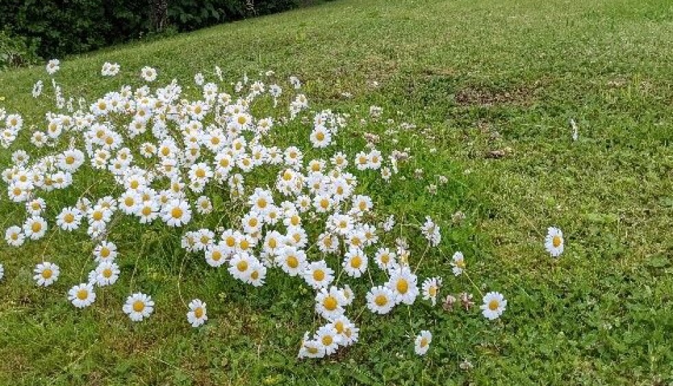 Det går også an å la blomstrane komme opp på delar av plenen. Foto: Inger Auestad. Det går også an å la blomstrane komme opp på delar av plenen. Foto: Inger Auestad.