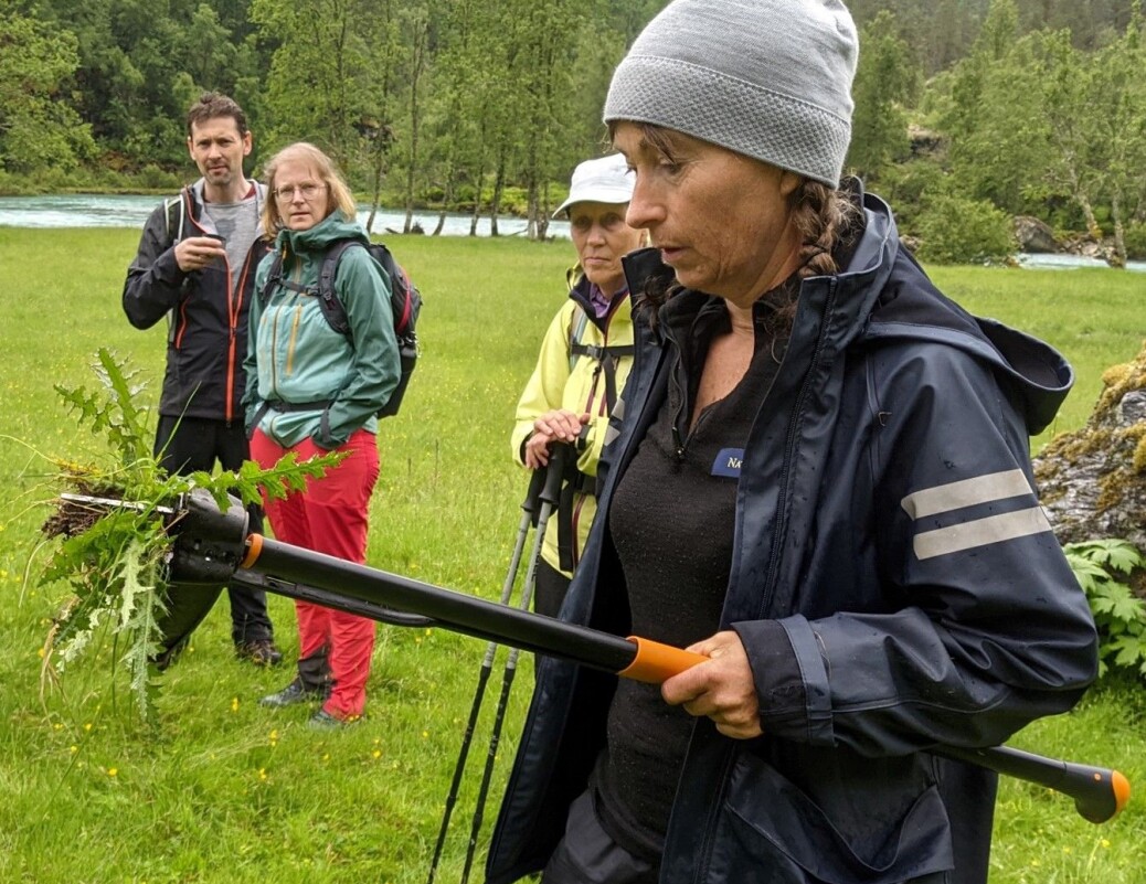 Tistlar er storvaksne planter med lange pælerøter. Vi vil helst unngå dei, i slåttemarka så vel som i blomsterenga i hagen. Her viser Liv korleis ein enkelt kan jekke opp ein heil tistel. Det er lurt å vere litt nøye med å fjerne slike artar tidleg i prosjekt «plen-til-eng». Foto: Inger Auestad. Tistlar er storvaksne planter med lange pælerøter. Vi vil helst unngå dei, i slåttemarka så vel som i blomsterenga i hagen. Her viser Liv korleis ein enkelt kan jekke opp ein heil tistel. Det er lurt å vere litt nøye med å fjerne slike artar tidleg i prosjekt «plen-til-eng». Foto: Inger Auestad.