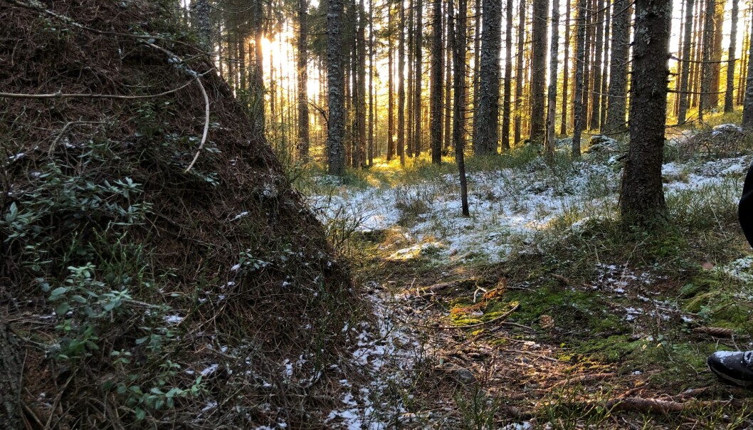 Langs denne veien har det ikke gått eller ridd folk på mange generasjoner. Ståle Pinslie har funnet igjen rideveiene som ble mye brukt som transportårer fram til for rundt 200 år siden. Langs denne veien har det ikke gått eller ridd folk på mange generasjoner. Ståle Pinslie har funnet igjen rideveiene som ble mye brukt som transportårer fram til for rundt 200 år siden.