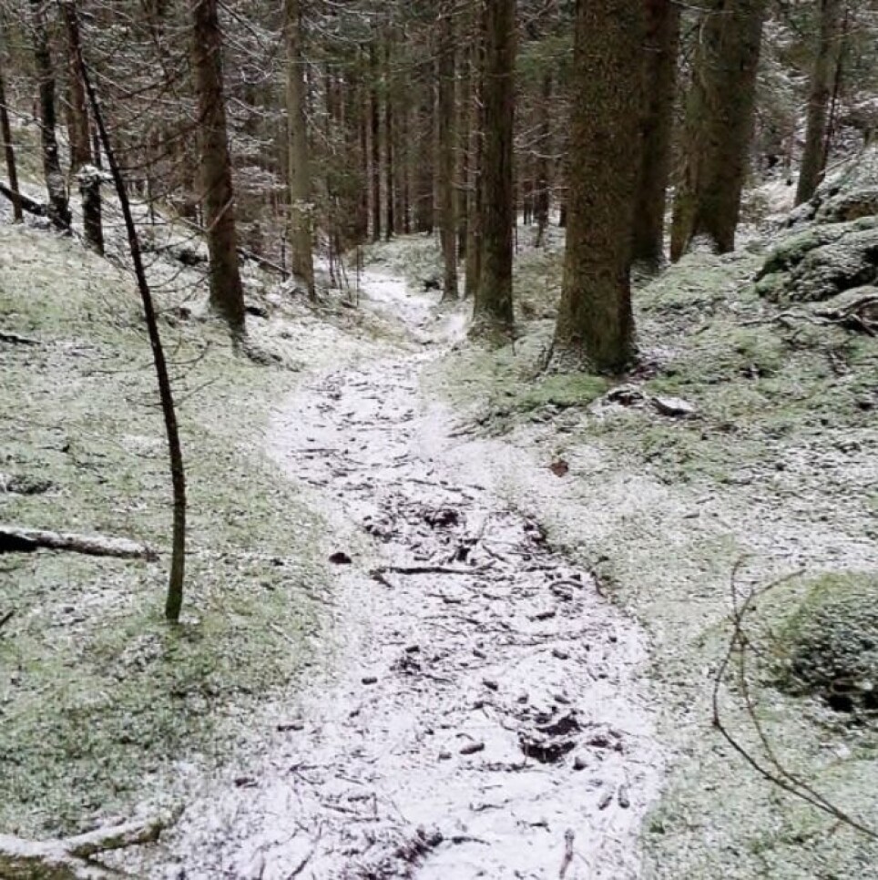 Sti på nordsiden av Årvollåsen. Her er veien mye brukt som tursti og synes tydelig i terrenget.