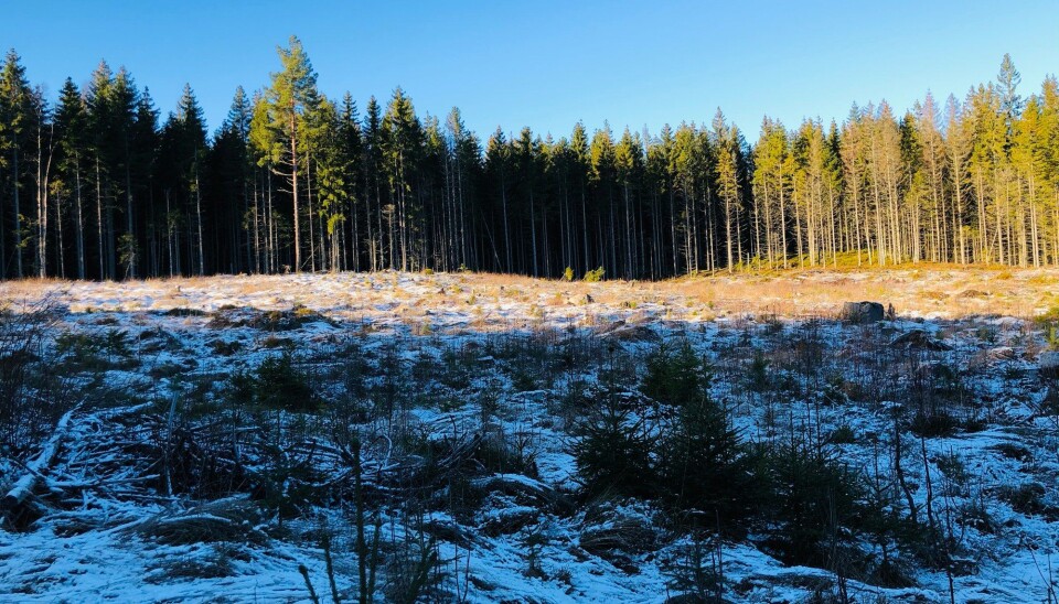Ståle Pinslie er fra gammel tømmerhuggerfamilie og han er kritisk til den moderne flathugsten i Nordmarka.