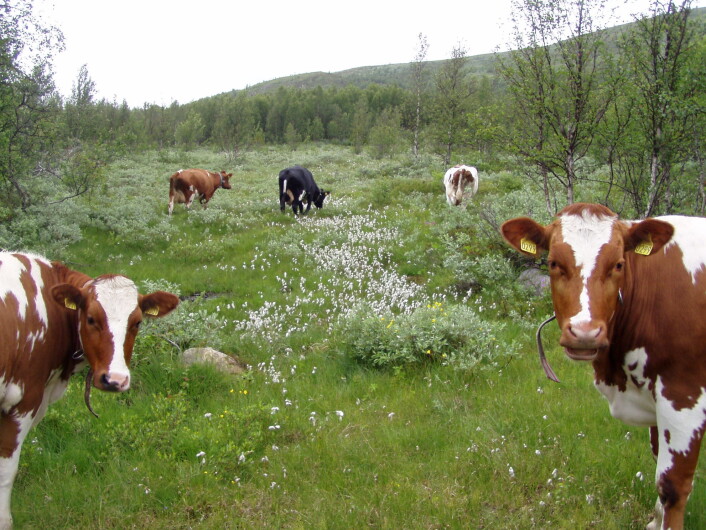 Kuer på beite i Rikmyr i Vestre Slidre. (Foto: Hanne Sickel) Kuer på beite i Rikmyr i Vestre Slidre. (Foto: Hanne Sickel)