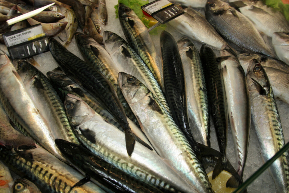 2009 var et godt år for makrellforedlerne. (Foto: Frank Gregersen)