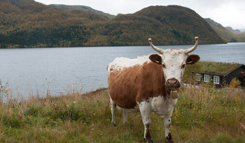 Gamle norske kuraser kan gi bedre ost Gamle norske kuraser kan gi bedre ost