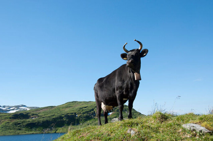 Dølafe er en norsk storferase som hørte hjemme i Gudbrandsdalen og Østerdalen. Dølafe er en norsk storferase som hørte hjemme i Gudbrandsdalen og Østerdalen.