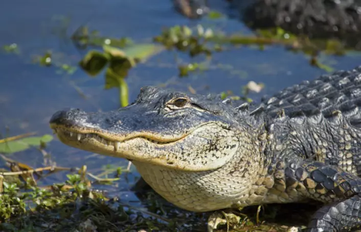 Alligatorer har et sammensatt sosialt liv. Biologer viser at noen hunner kan være delvis trofaste mot samme hann over flere år. (Foto: iStockphoto)