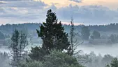 Russiske skoger vokser