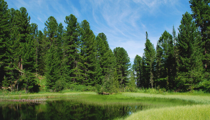 Klimaforskere syns det er fint at skogen i Russland bli større. Spørsmålet er bare om det vil vare. Klimaforskere syns det er fint at skogen i Russland bli større. Spørsmålet er bare om det vil vare.