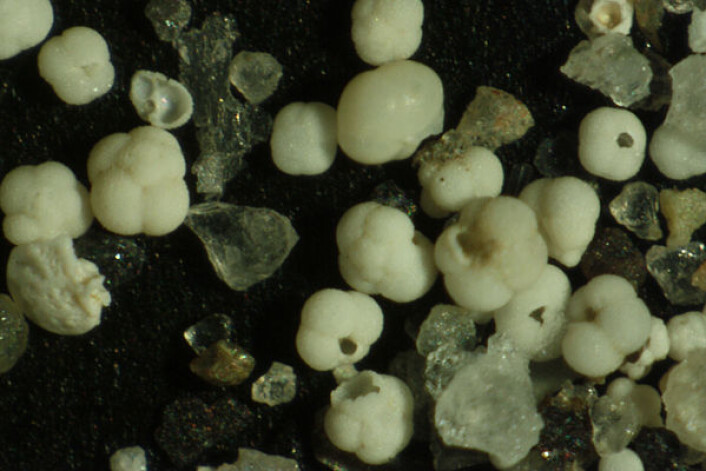 Lite visste disse fossile planktonene om hvilken nytte mennesket skulle finne for dem. (Foto: Kirstin Werner) Lite visste disse fossile planktonene om hvilken nytte mennesket skulle finne for dem. (Foto: Kirstin Werner)