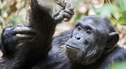Sjimpansenes føtter har et godt grep om toppen av livets tre
