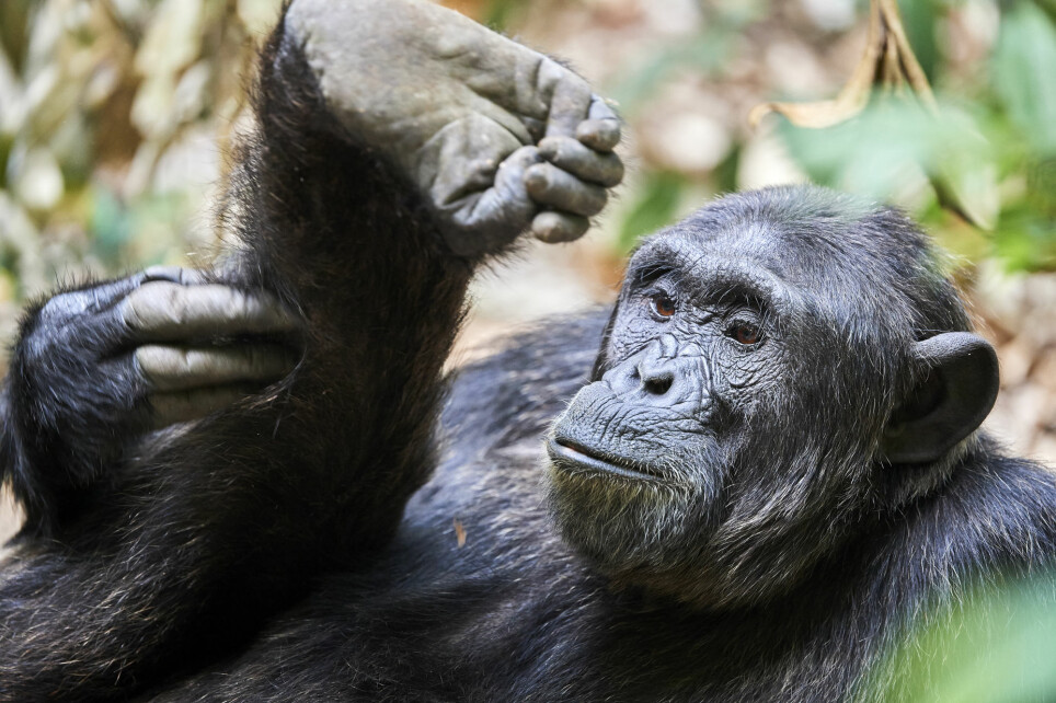En sjimpanse klør seg på foten i en nasjonalpark i Uganda.