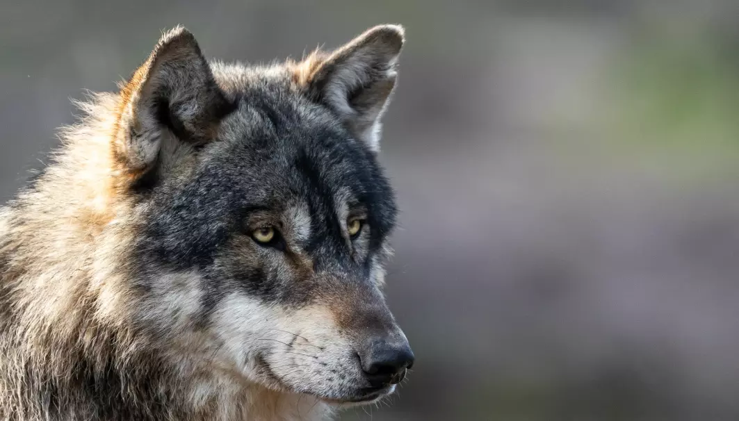 Ulven er den mest kontroversielle av alle rovdyrene, viser en svensk undersøkelse. Men selv den er mer populær enn upopulær i Norge og Sverige.