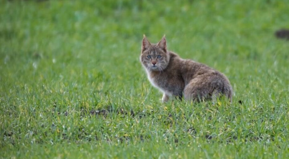 Den kinesiske fjellkatten har tilpasset seg et liv i høyden
