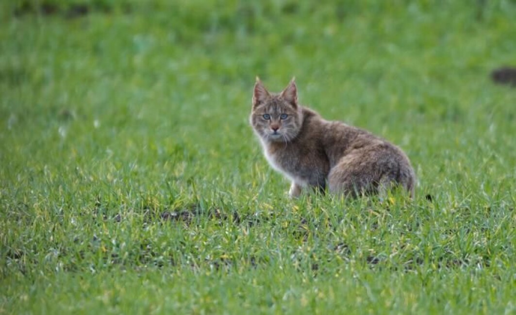 Den kinesiske fjellkatten ligner på andre villkatter, men har tilpasset seg et liv på Tibetplatået. Den kinesiske fjellkatten ligner på andre villkatter, men har tilpasset seg et liv på Tibetplatået.