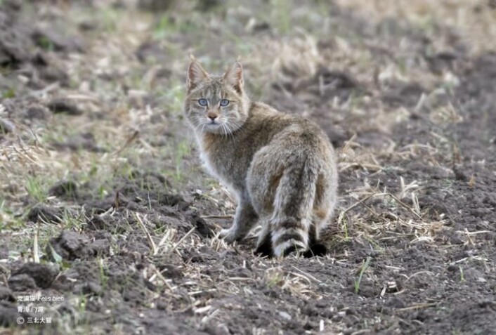 Stammer tamkattene i Kina fra villkatter, slik som denne kinesiske fjellkatten? Nei, mener forskere. Stammer tamkattene i Kina fra villkatter, slik som denne kinesiske fjellkatten? Nei, mener forskere.