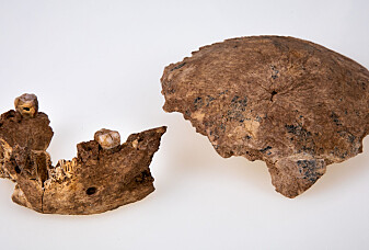 En 140 000 år gammel kjeve gjør menneskets historie litt mer komplisert