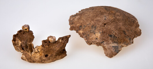 En 140 000 år gammel kjeve gjør menneskets historie litt mer komplisert