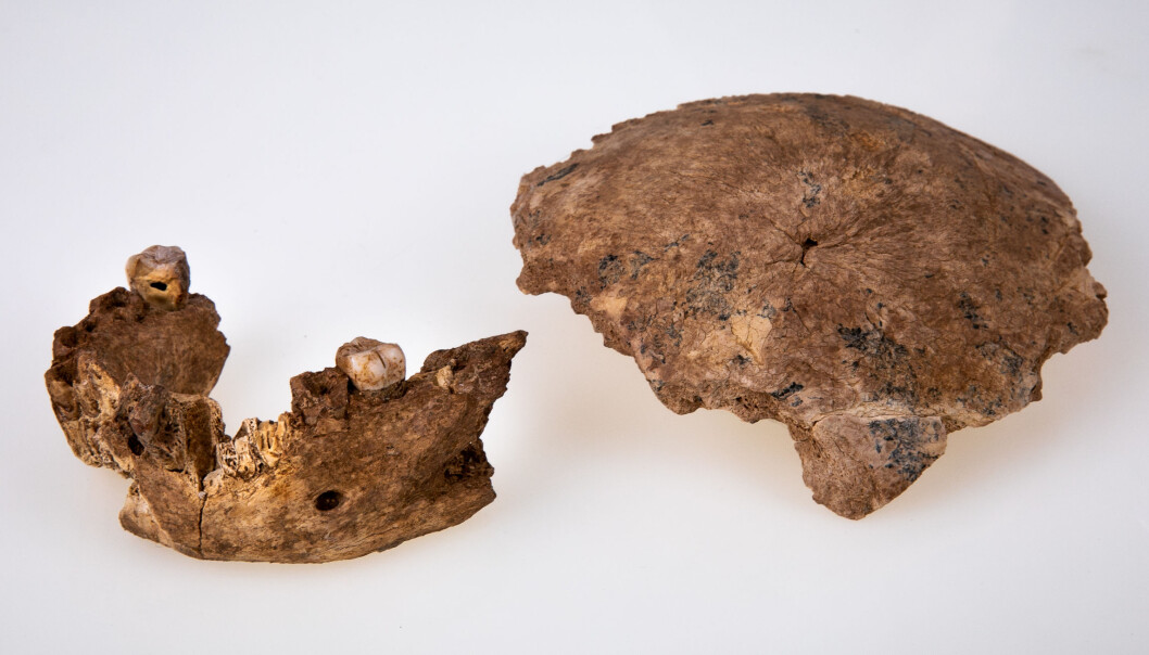 Forskere fant deler av en hodeskalle og en kjeve i et område i Israel som kalles Nesher Ramla. De tror beinrestene stammer fra et fortidsmennesket som kom før neandertalerne. Forskere fant deler av en hodeskalle og en kjeve i et område i Israel som kalles Nesher Ramla. De tror beinrestene stammer fra et fortidsmennesket som kom før neandertalerne.