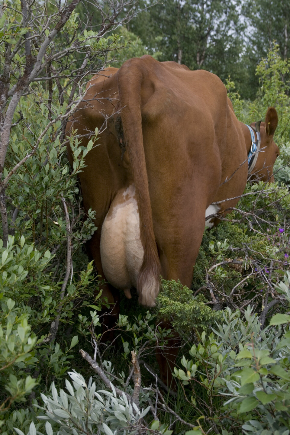 Gjengroingen fører til at beiteplantene blir vanskelig tilgjengelig for beitedyra. (Foto: Kristina Norderup)