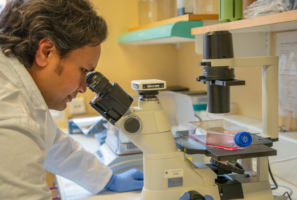 Ashraful Islam ved UiT Norges arktiske universitet kikker på celler han har kultivert i laboratoriet. Han har vært med på et internasjonalt forskersamarbeid på en helt ny medisin mot autoimmun sykdom.