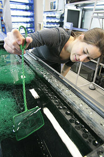 Forsker Beatriz Diaz Pauli høster systematisk guppy med håv for å simulere fiskeriene. (Foto: Kim E. Andreassen)