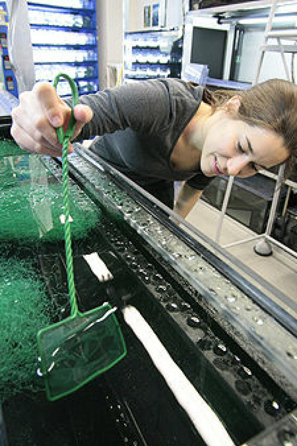 Forsker Beatriz Diaz Pauli høster systematisk guppy med håv for å simulere fiskeriene. (Foto: Kim E. Andreassen)