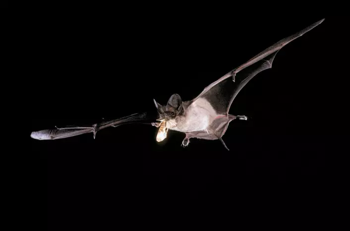 "En flaggermus med en nyfanget møll i kjeften. (Foto: Merlin D. Tuttle/Bat Conservation International)"