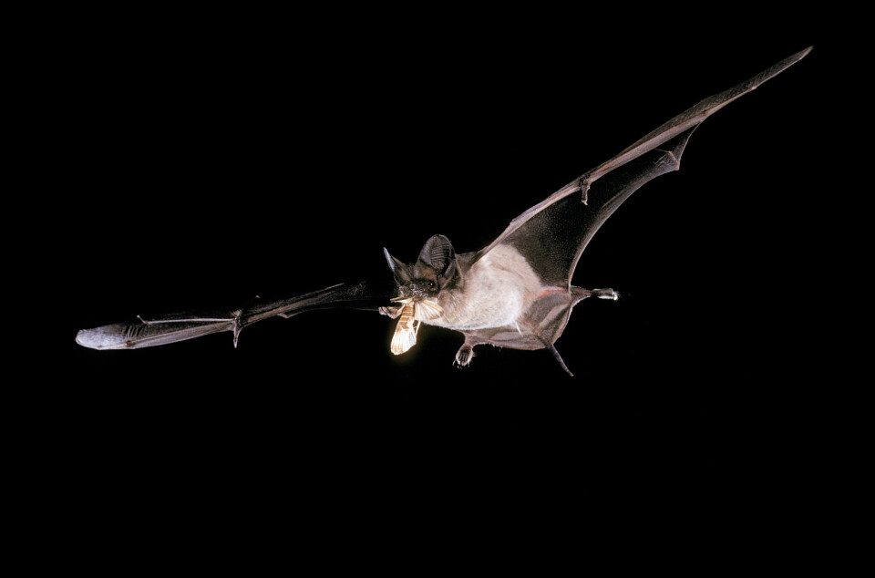 'En flaggermus med en nyfanget møll i kjeften. (Foto: Merlin D. Tuttle/Bat Conservation International)'