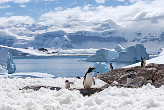 Det ble satt ny varmerekord i Antarktis i fjor