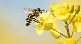 Jo flere typer blomster, jo flere bier får du på besøk