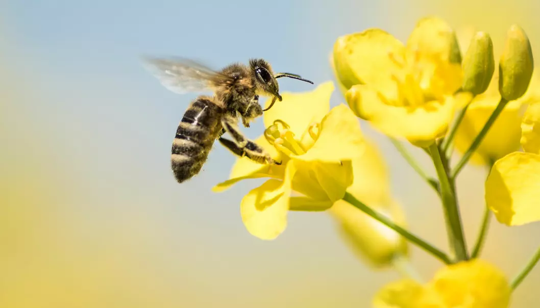 Raps er en viktig blomst for naturens driftige pollinatorer, biene.