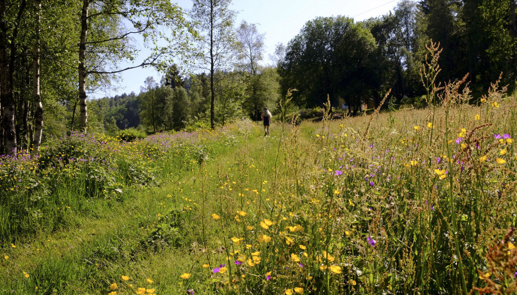 For bier og humler er blomsterenger et fantastisk fruktfat. Denne enga er i Hægebostad kommune i Vest-Agder. For bier og humler er blomsterenger et fantastisk fruktfat. Denne enga er i Hægebostad kommune i Vest-Agder.