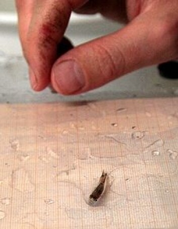 Guppyene som ble fanget i Trinidad i 2009 lever nå i store mengder på Marineholmen. Avkommet måles for å se hvordan de blir påvirket av fisket. (Foto: Kim E. Andreassen) Guppyene som ble fanget i Trinidad i 2009 lever nå i store mengder på Marineholmen. Avkommet måles for å se hvordan de blir påvirket av fisket. (Foto: Kim E. Andreassen)