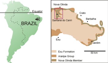 Fossilet ble funnet ved Crato-formasjonen i Araripe-bassenget, som ligger i det nordøstlige Brasil. Det har senere vært oppbevart i Tyskland, før det ble studert av Mark Witton. Illustrasjon: Mark Witton/University of Portsmouth Fossilet ble funnet ved Crato-formasjonen i Araripe-bassenget, som ligger i det nordøstlige Brasil. Det har senere vært oppbevart i Tyskland, før det ble studert av Mark Witton. Illustrasjon: Mark Witton/University of Portsmouth
