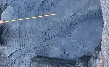 "Slik ser deler av skjelettet ut. Fiskeøglen var trolig ti meter lang, og er dermed det største fossilet av et reptil som noen gang er funnet på Svalbard."