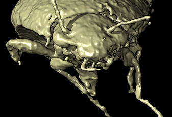 Forskere fant 230 millioner år gamle biller i en bæsj