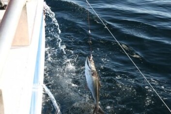 Linefangst gir større muligheter for selektivt fiske. (Foto: Bjørn Tore Rotabakk) Linefangst gir større muligheter for selektivt fiske. (Foto: Bjørn Tore Rotabakk)