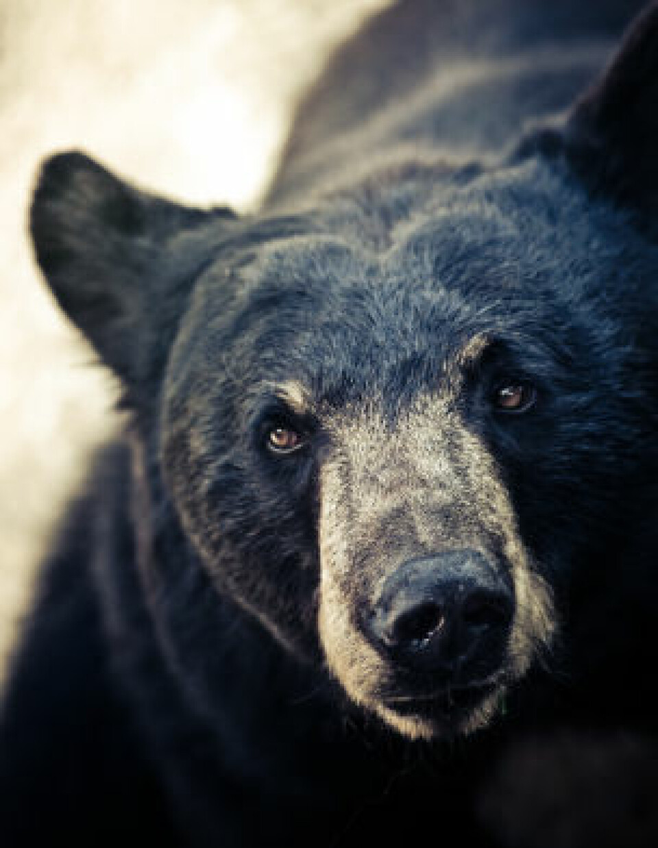 Mennesket kan ha nytte av kunnskaper om bjørnens dvale (Foto: iStockphoto)