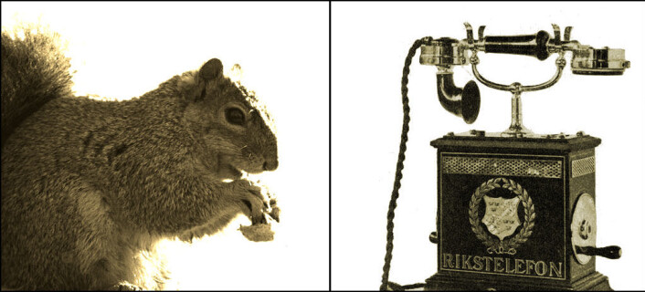 Hmm ... må jeg slippe nøtten for å ta røret? (Illustrasjonsfoto: Mariappan Jawaharlal, Creative Commons) Hmm ... må jeg slippe nøtten for å ta røret? (Illustrasjonsfoto: Mariappan Jawaharlal, Creative Commons)
